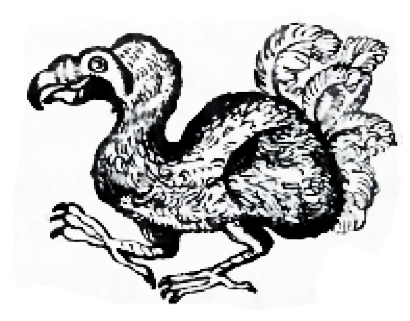 dodo rose