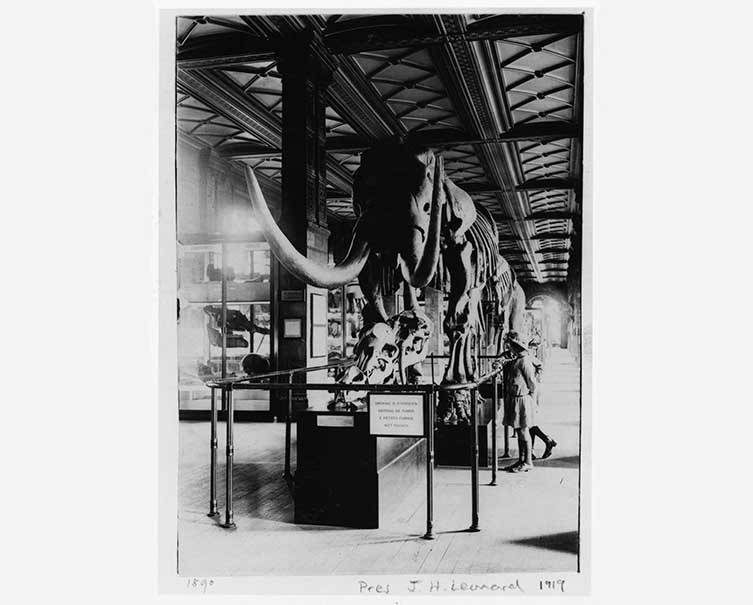 American mastodon in the Museum's geology gallery, around 1919
